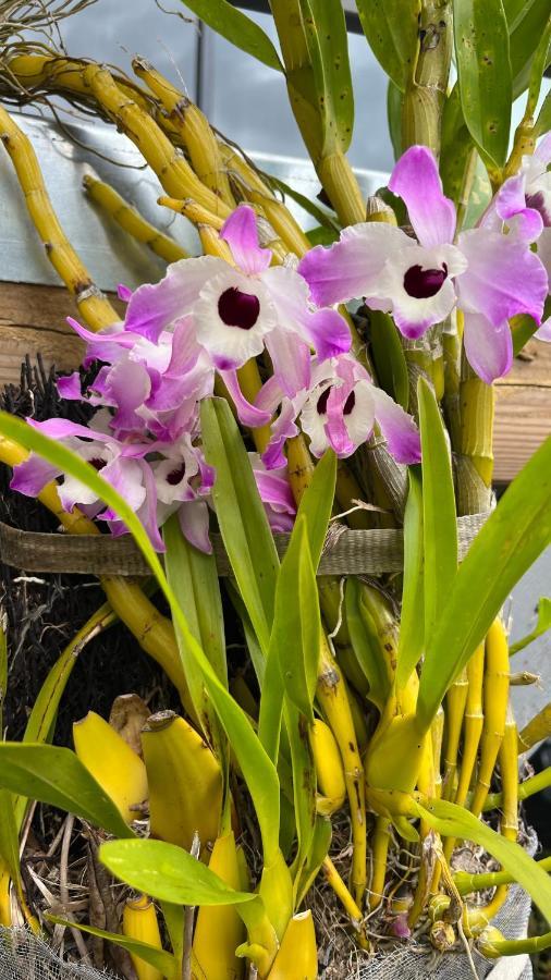 Plumeria Holidays Saint Pierre Dış mekan fotoğraf